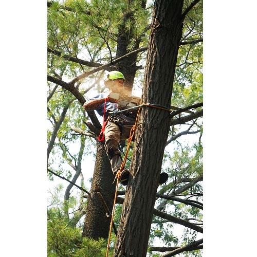 New Album of Eagle Tree Service 2676 East State Street, STE 120 #413 - Photo 2 of 3