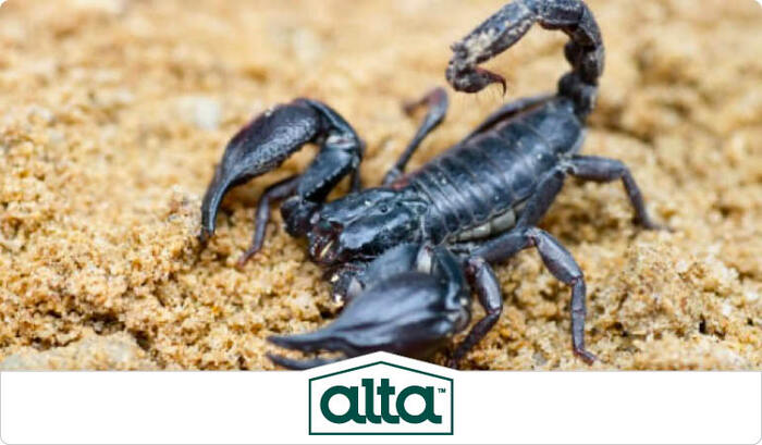  New Album of Alta Pest Control N/A - Photo 5 of 5
