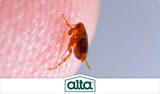 Alta Pest Control, Las Vegas