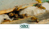 Alta Pest Control, Las Vegas