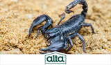 Alta Pest Control, Las Vegas