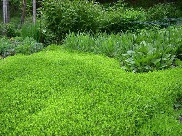  Profile Photos of Aumann's Building & Garden Supplies 756 Plenty Rd - Photo 4 of 7