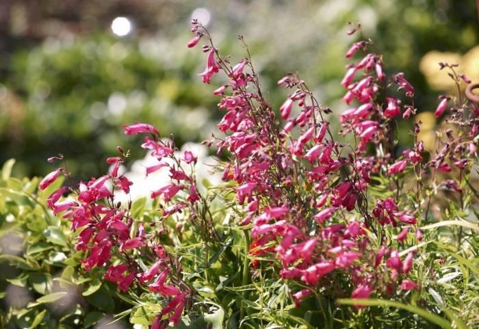  Profile Photos of Driftwood Open Garden 4 MARINE DRIVE - Photo 4 of 8