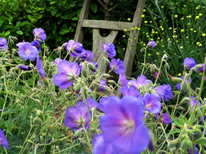 OLYMPUS DIGITAL CAMERA          Profile Photos of Driftwood Open Garden 4 MARINE DRIVE - Photo 7 of 8