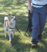 Profile Photos of SSH Canine Academy