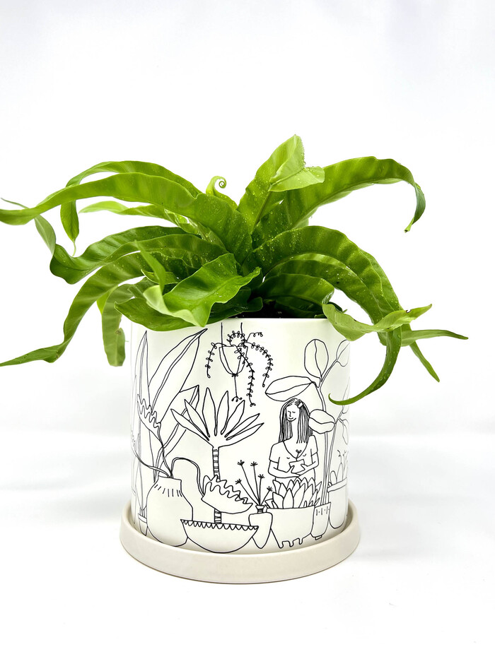 Birdâ€™s Nest Fern Plant<br />
$97.99 New Album of Floba Flower Boutique 422 W Cordova St - Photo 3 of 12