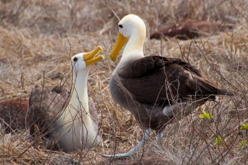  Profile Photos of Voyagers Travel Company 51 Pine Grove Road - Photo 2 of 3
