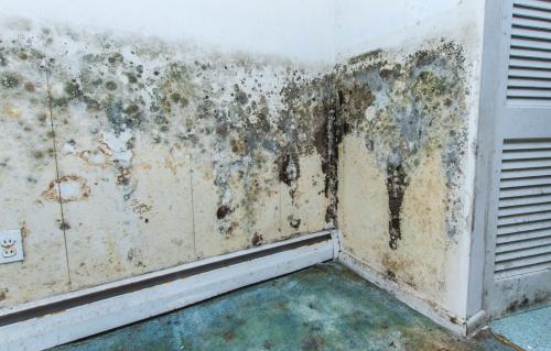  Profile Photos of Cape Mold Experts 651 Onyx Ln - Photo 2 of 3