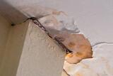 Cape Mold Experts, Cape Girardeau
