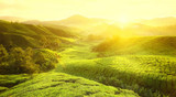 Tourist Places South India | Kerala Honeymoon Tour Packages, kochi
