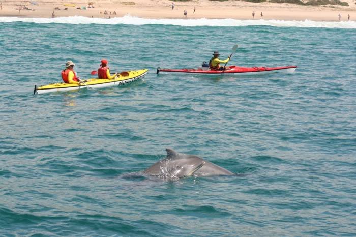  Profile Photos of Dolphin Adventures Sea kayaking Hopwood Street, Central Beach - Photo 4 of 6