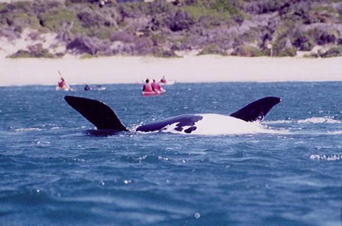  Profile Photos of Dolphin Adventures Sea kayaking Hopwood Street, Central Beach - Photo 5 of 6