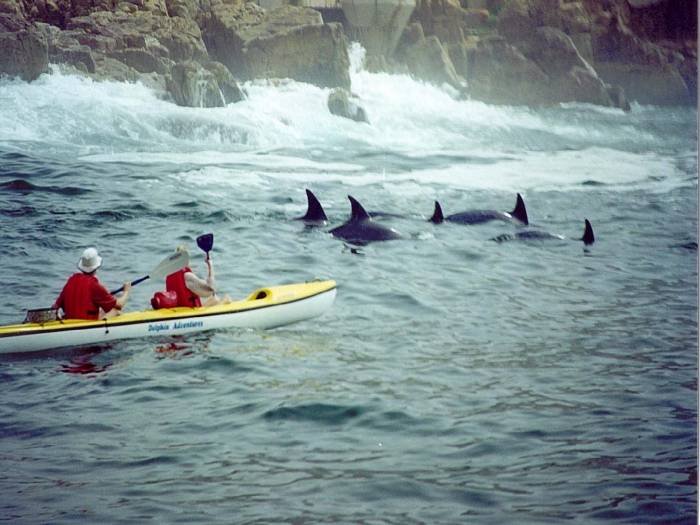  Profile Photos of Dolphin Adventures Sea kayaking Hopwood Street, Central Beach - Photo 6 of 6