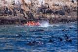 Dolphin Adventures Sea kayaking, Plettenberg Bay