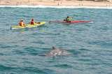 Dolphin Adventures Sea kayaking, Plettenberg Bay