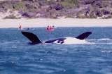 Dolphin Adventures Sea kayaking, Plettenberg Bay