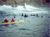 Dolphin Adventures Sea kayaking, Plettenberg Bay