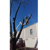 Kresse Tree Wurxx, Inc., Buffalo
