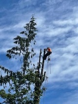 White River Tree Service, Enumclaw