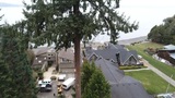 White River Tree Service, Enumclaw
