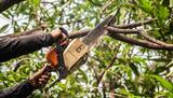 Big Strawberry Tree Service, Garden Grove