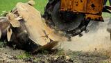 Big Strawberry Tree Service, Garden Grove