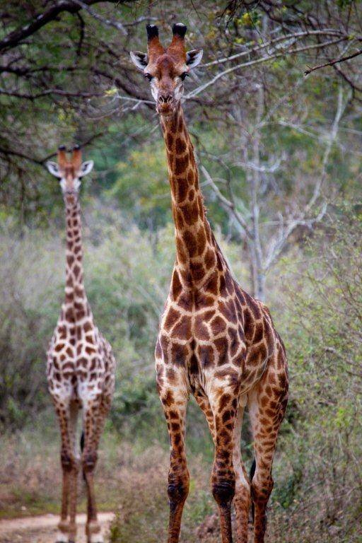  Profile Photos of Duma Manzi Eco Lodge & Spa D60 Richmond - Photo 8 of 8