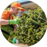 Parker Tree Trimming, Parker
