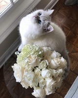 French Florist - Orange County French Florist - Orange County 1741 Newport Blvd 