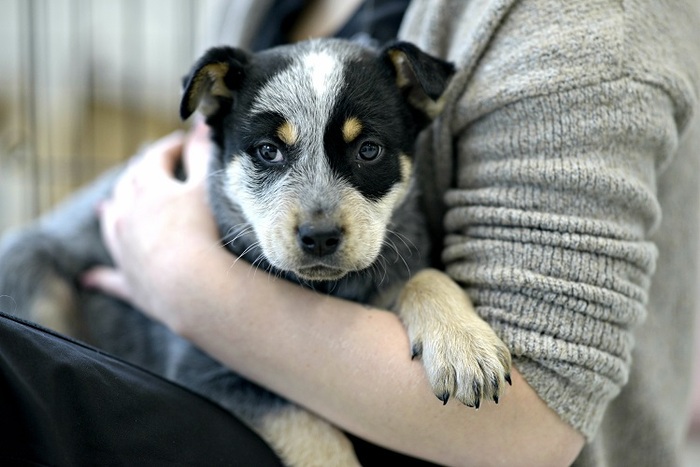 New Album of Animal Hospital Of Cambridge 621 Hespeler Road - Photo 2 of 3