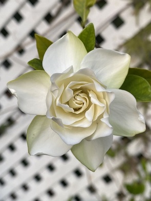  New Album of Higher Purpose HealingÂ® Massage, Meditation, Natural Therapy 1325 Amelia Street - Photo 8 of 12