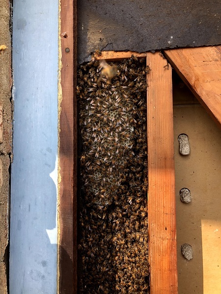  Profile Photos of Family Bees Eco-Friendly Bee Removal 8549 Wilshire Boulevard - Photo 3 of 3