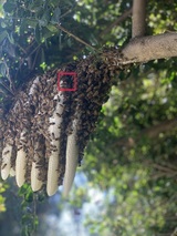 Family Bees Eco-Friendly Bee Removal, Beverly Hills