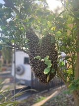 Family Bees Eco-Friendly Bee Removal, Beverly Hills