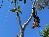 Bay City Tree Services, Newtown