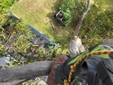Bay City Tree Services, Newtown