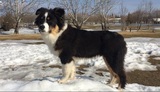  Southglen Veterinary Hospital V-730 St. Annes Road 