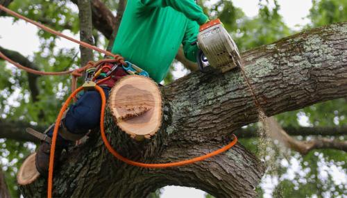  Profile Photos of City of Palms Tree Services 8291 Dani Dr - Photo 2 of 3