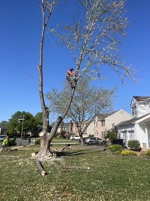  New Album of David Tree Service LLC 7629 Michelle Court - Photo 4 of 4