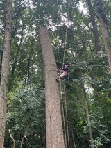 David Tree Service LLC, Manassas