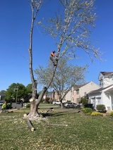 David Tree Service LLC, Manassas