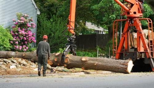  Profile Photos of Alfalfa Field Tree Service Serving Area - Photo 3 of 3