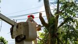 Alfalfa Field Tree Service, Bakersfield