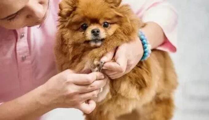 Dog Grooming New Album of Bark In Style 27 Aisling Close - Photo 2 of 3