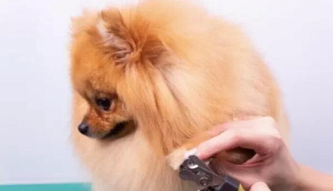 Pet Groom Ballincollig New Album of Bark In Style 27 Aisling Close - Photo 1 of 3