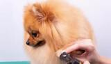 Pet Groom Ballincollig, Bark In Style, Ballincollig