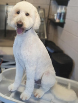 Dog Grooming, Bark In Style, Ballincollig