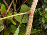 Knotweed Solutions Limited, London