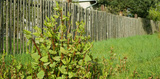 Knotweed Solutions Limited, London