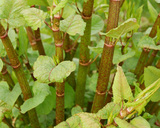 Knotweed Solutions Limited, London